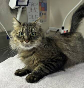 Rescue Domestic Long Hair Cats for Adoption in Sherwood, Oregon - Annika | PetCurious