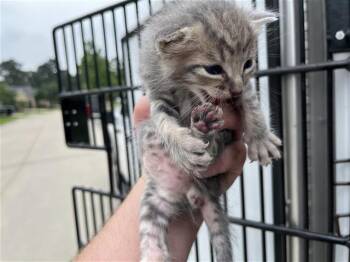Domestic Short Hair Cats Available for Adoption in Houston, Texas - A655565 | PetCurious