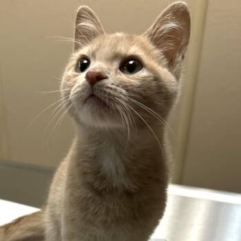 Turmeric -  Domestic Short Hair Cat for Adoption in Naperville, Illinois - Turmeric | PetCurious