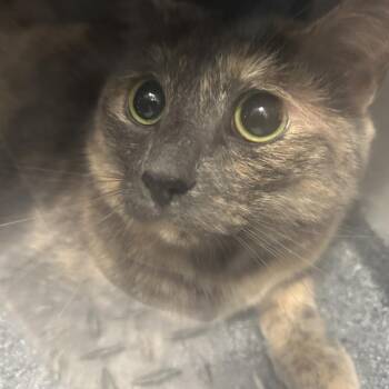 Macaron -  Domestic Short Hair Cat for Adoption in Greensboro, North Carolina - Macaron | PetCurious