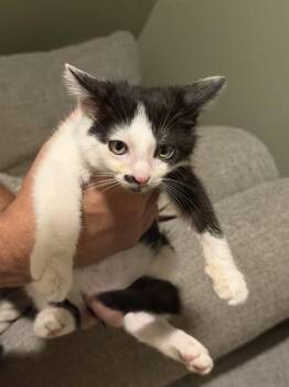 SPRITZ -  Domestic Short Hair Cat for Adoption in Louisville, Kentucky - SPRITZ | PetCurious