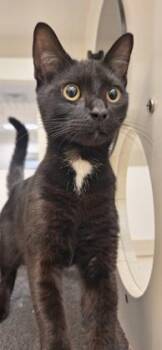 Chairman Meow -  Domestic Short Hair Cat for Adoption in Vero Beach, Florida - Chairman Meow | PetCurious