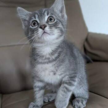 Yoshi -  Tabby Cat for Adoption in Knoxville, Tennessee - Yoshi | PetCurious