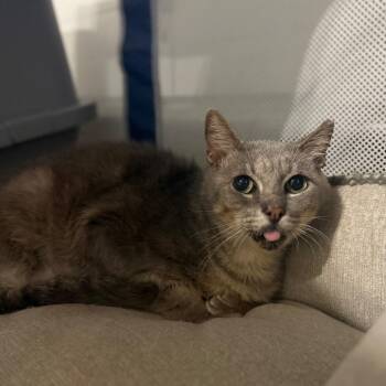 Domestic Short Hair Cats Available for Adoption in South Miami, Florida - Moth | PetCurious