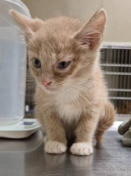 Paul -  Domestic Short Hair Cat for Adoption in Christiansburg, Virginia - Paul | PetCurious