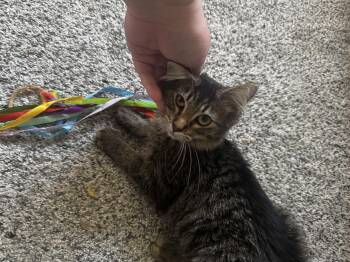 En Half -  Domestic Medium Hair Cat for Adoption in Bethel Park, Pennsylvania - En Half | PetCurious