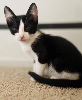 Rian "Little King" -  Tuxedo Cat for Adoption in Fresno, California - Rian "Little King" | PetCurious