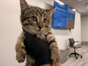 Domestic Short Hair Cats Available for Adoption in Charlotte, North Carolina - ALLSPICE | PetCurious