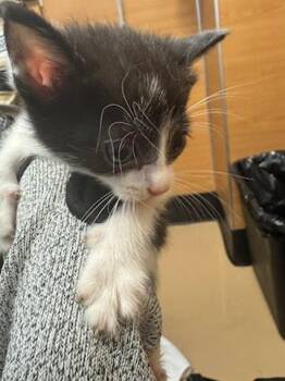 Hokey-Pokey -  Domestic Short Hair Cat for Adoption in Chamblee, Georgia - Hokey-Pokey | PetCurious
