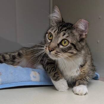 Domestic Medium Hair Cats Available for Adoption in Sunnyvale, California - Summer | PetCurious