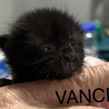 Vance -  Domestic Short Hair Cat for Adoption in Bentonville, Arkansas - Vance | PetCurious