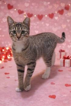 Domestic Short Hair Cats Available for Adoption - Evie - Katies Baby | PetCurious