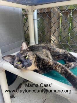 Rescue Tortoiseshell Cats for Adoption in Locust Grove, Georgia - MaMa Cass - CCHS | PetCurious