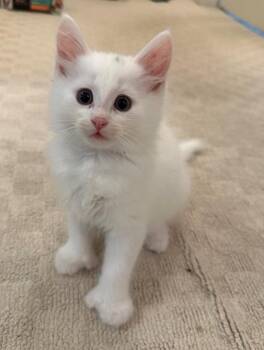 Ladybug -  Domestic Medium Hair Cat for Adoption in Cumberland, Maine - Ladybug | PetCurious