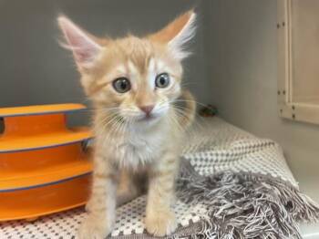 Domestic Short Hair Cats Available for Adoption in Salinas, California - SIMON | PetCurious