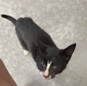 Rescue Domestic Short Hair Cats for Adoption in Mitchell, South Dakota - Franklin - Black & White Kitten In Foster Care | PetCurious