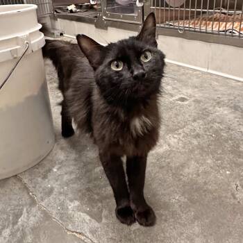 Beauty -  Domestic Medium Hair Cat for Adoption in Hailey, Idaho - Beauty | PetCurious