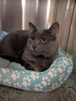 Mr. Grey -  Russian Blue Cat for Adoption in Tucson, Arizona - Mr. Grey | PetCurious