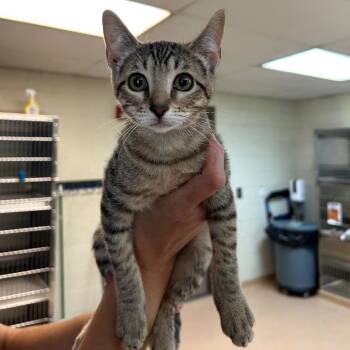Nia -  Domestic Short Hair Cat for Adoption in Houston, Texas - Nia | PetCurious