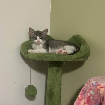 Viktor -  Domestic Short Hair Cat for Adoption in Los Angeles, California - Viktor | PetCurious