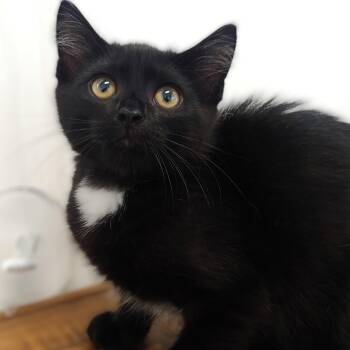 Rescue Domestic Short Hair Cats for Adoption in Belmont, New York - Chance | PetCurious