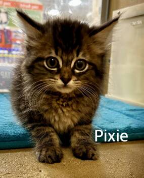 Pixie -  Domestic Medium Hair and Maine Coon Cat for Adoption in Owasso, Oklahoma - Pixie | PetCurious