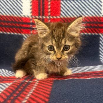 Rescue Domestic Long Hair Cats for Adoption in Jupiter, Florida - Wednesday | PetCurious