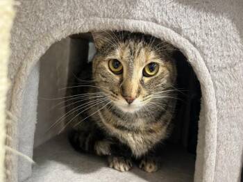 Eva (companion To Suki) -  Domestic Short Hair Cat for Adoption in Stratham, New Hampshire - Eva (companion To Suki) | PetCurious