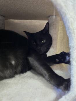 Cowboy -  Domestic Short Hair Cat for Adoption in Prineville, Oregon - Cowboy | PetCurious