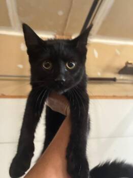 Jinx -  Domestic Short Hair Cat for Adoption in Arthur, Ontario - Jinx | PetCurious