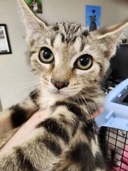 Honeybun $75 fostered -  Domestic Short Hair Cat for Adoption in Seneca, South Carolina - Honeybun $75 Fostered | PetCurious