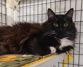 Domestic Medium Hair Cats Available for Adoption - Alice & Peter | PetCurious