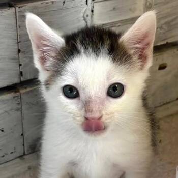 Aster -  Domestic Short Hair Cat Available for Adoption - Aster | PetCurious