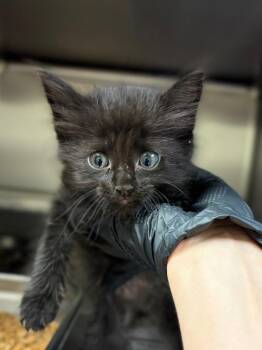 Domestic Medium Hair Cats Available for Adoption in Nacogdoches, Texas - Baloney | PetCurious