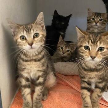 Sepha -  Domestic Short Hair Cat for Adoption in Dayton, Ohio - Sepha | PetCurious