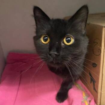 Domestic Long Hair Cats Available for Adoption - Catan | PetCurious