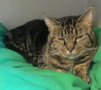 Beny -  Tiger Cat for Adoption in Brockton, Massachusetts - Beny | PetCurious