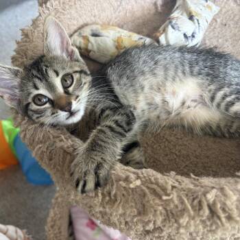Billy the Kit -  Domestic Short Hair Cat for Adoption in Starkville, Mississippi - Billy The Kit | PetCurious