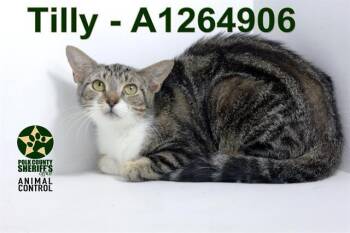 Domestic Short Hair Cats Available for Adoption in Winter Haven, Florida - TILLY | PetCurious