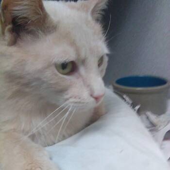 Domestic Short Hair and Tabby Cats Available for Adoption in Sharpsville, Pennsylvania - Sailor | PetCurious