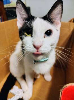 Domestic Short Hair Cats Available for Adoption in Wheaton, Illinois - Pretty Boy | PetCurious