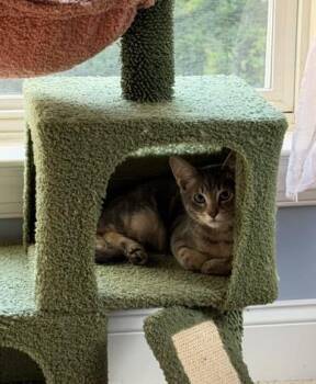 FRANKIE FETTUCCINE -  Domestic Short Hair Cat for Adoption in Charlotte, North Carolina - FRANKIE FETTUCCINE | PetCurious