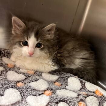 Rescue Domestic Long Hair Cats for Adoption in Elbow Lake, Minnesota - Toulouse | PetCurious