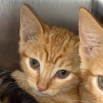 Van -  Domestic Short Hair Cat for Adoption in Cedaredge, Colorado - Van | PetCurious