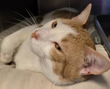 Patches Ohulahan -  Domestic Short Hair Cat for Adoption in Windsor, Connecticut - Patches Ohulahan | PetCurious