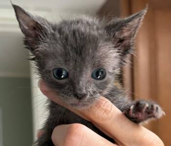 Domestic Short Hair Cats Available for Adoption in Bulverde, Texas - Meadow | PetCurious