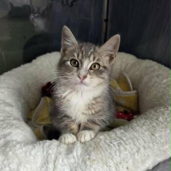 Ritz -  Domestic Short Hair Cat Available for Adoption in Reisterstown, Maryland - Ritz | PetCurious