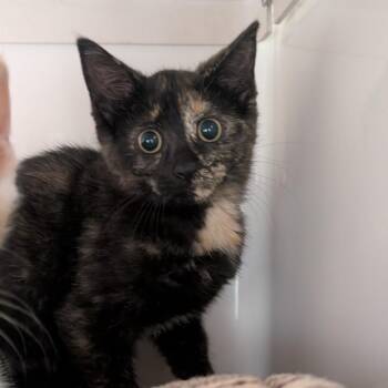 Piccata -  Domestic Short Hair Cat for Adoption in Watertown, New York - Piccata | PetCurious