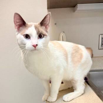 Snowshoe and Siamese Cats Available for Adoption in Great Falls, Montana - Odin | PetCurious