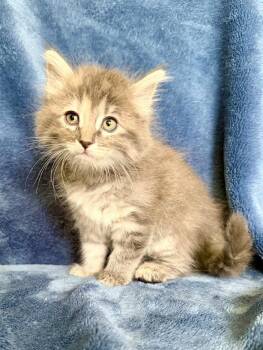Pansy -  Maine Coon and Domestic Long Hair Cat for Adoption in Nashville, Tennessee - Pansy | PetCurious